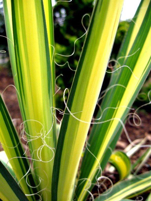 stringy définition What is